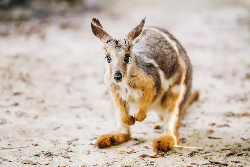 Kangaroos are just some of the animals you will see at Tampa Zooquarium