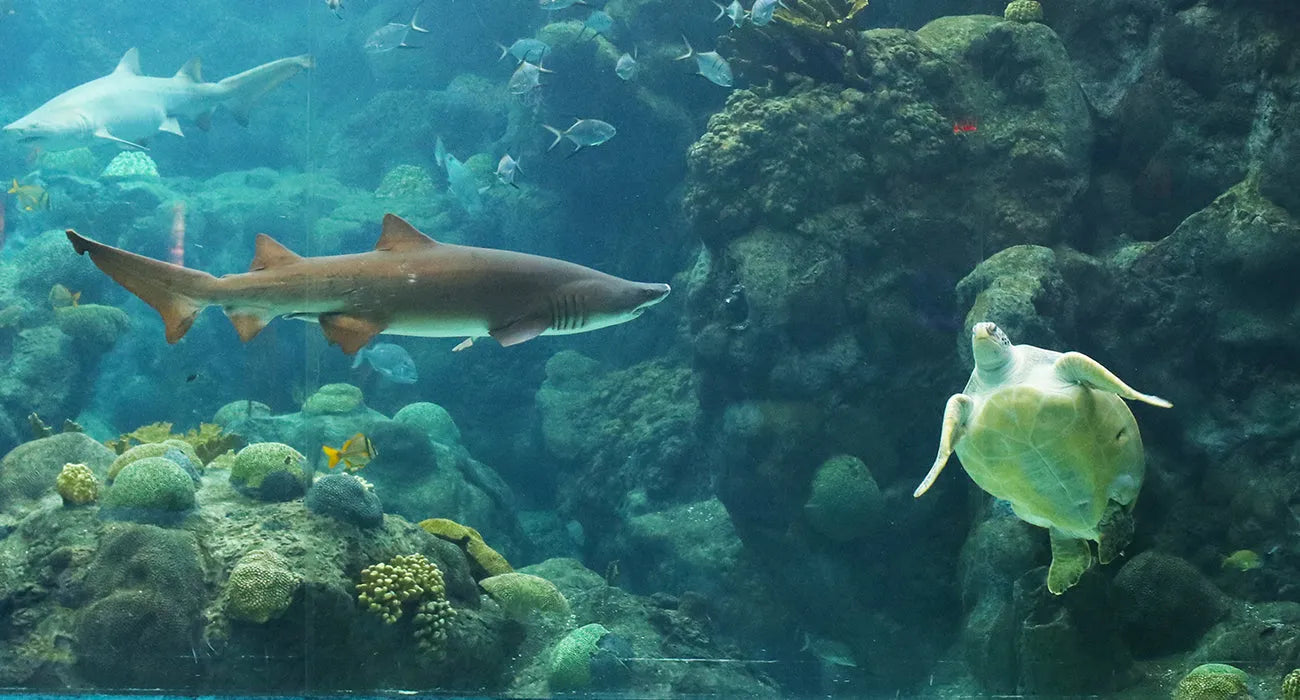 Tampa's ZooQuarium has sharks and sea turtles