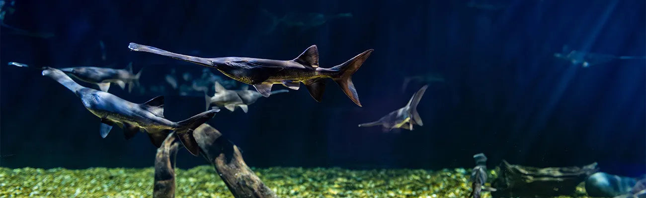 Long nosed sharks are fun to see at Tampa Zooquarium