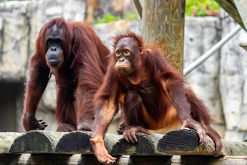Monkeys are the most popular animals at Tampa Zooquarium