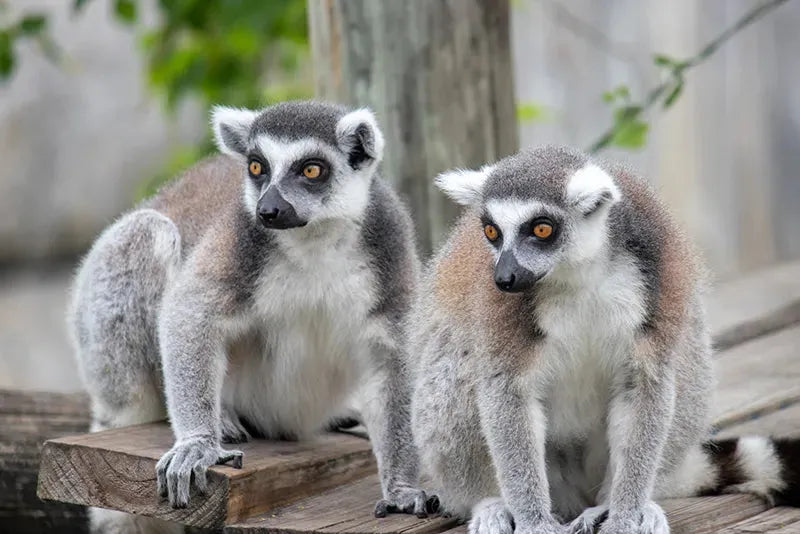 Tampa ZooQuarium is more than a zoo