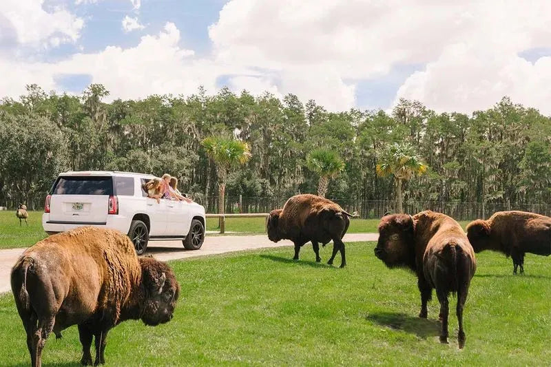 Wild Florida Buffalo. I'm sure these big animals are not a fan of Orlando's hot summer weather.
