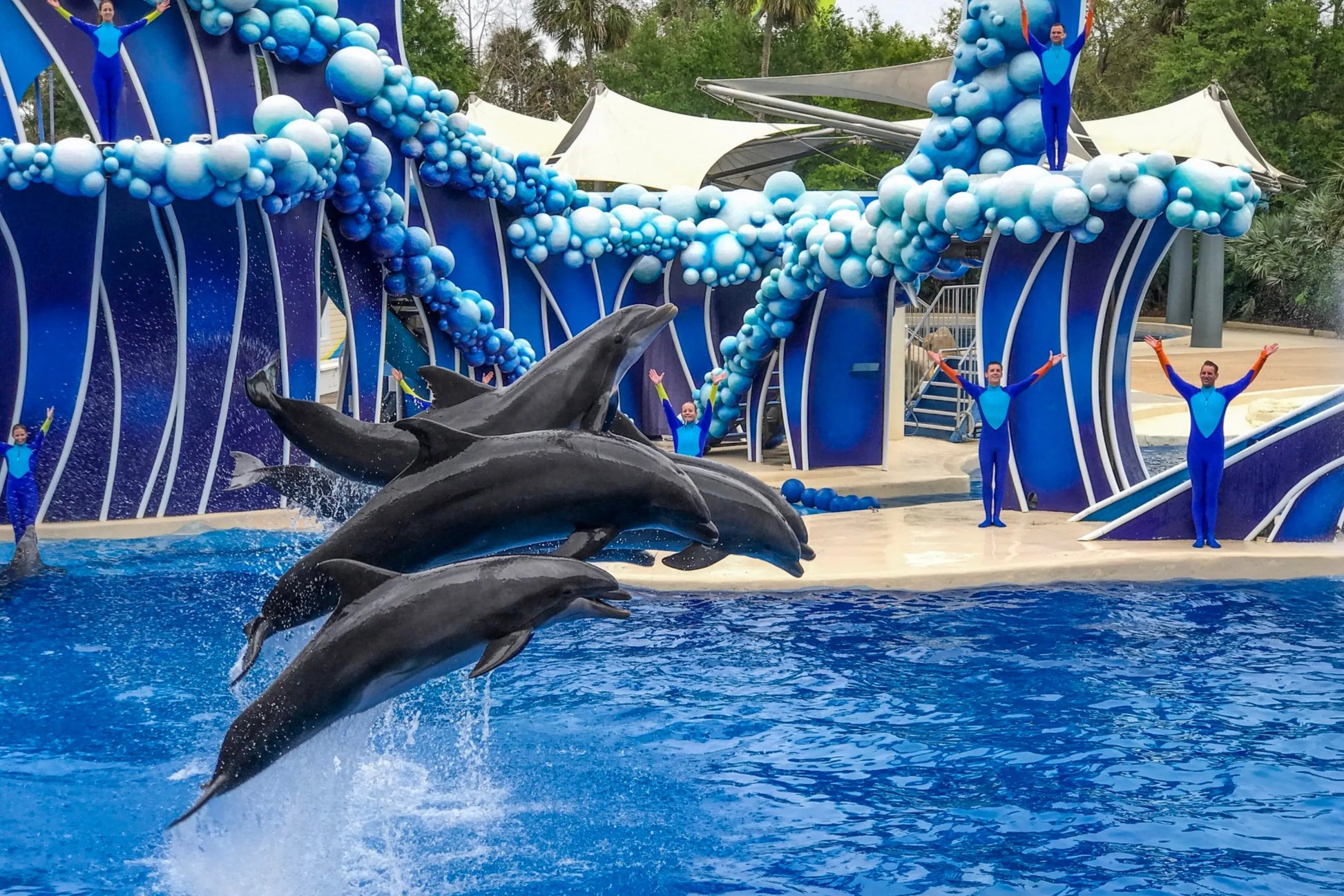 The Dolphin show is very popular at SeaWorld Orlando