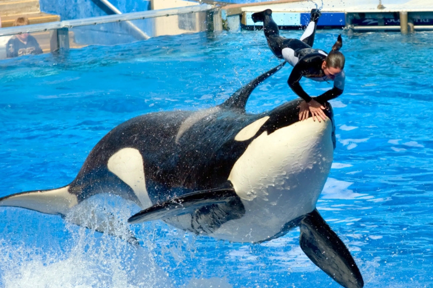 The orca show at SeaWorld Orlando is a guest favorite.